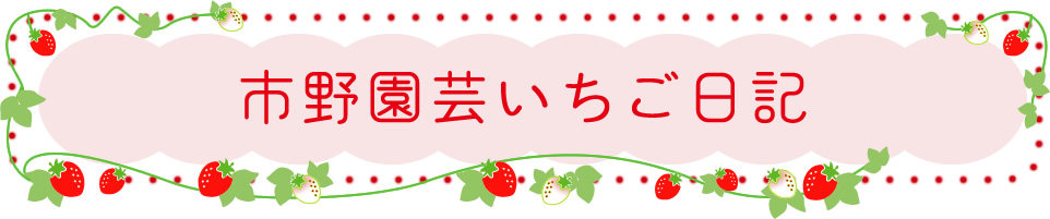 市野園芸いちご日記