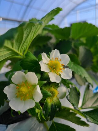 花が咲き始めました( *´艸｀)